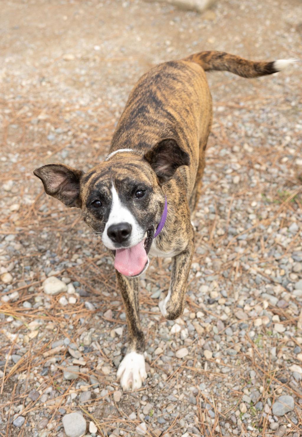 Enlarge Luna, a Adoptable mixed breed in Libby, MT image 1/2