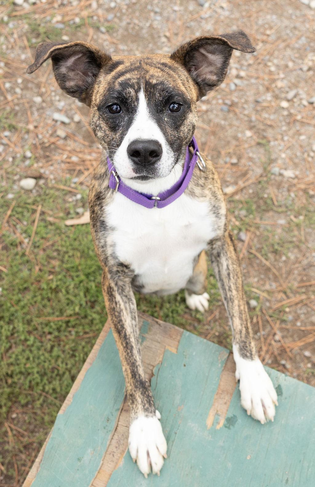 Enlarge Luna, a Adoptable mixed breed in Libby, MT image 2/2