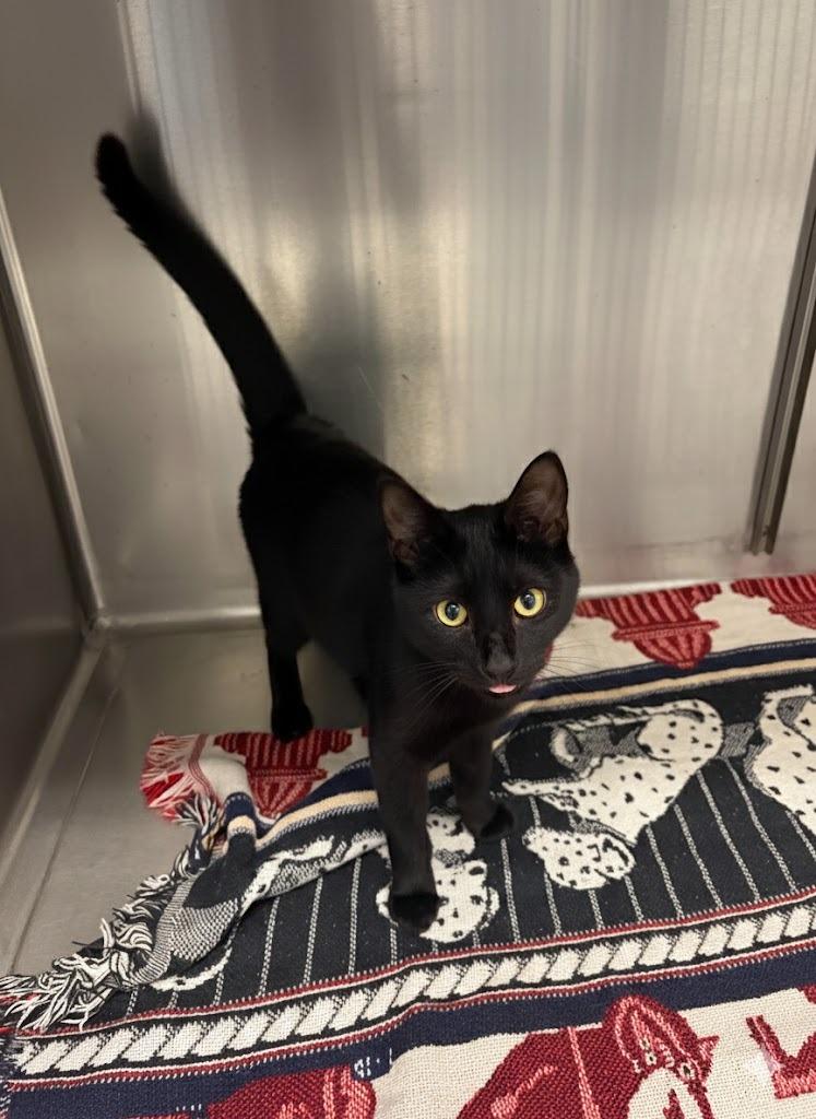 COAL, Adoptable, Young Male Domestic Short Hair.