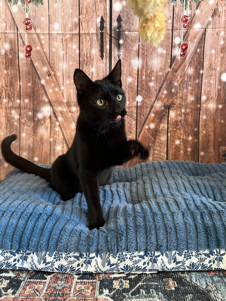 Enlarge COAL, a Adoptable mixed breed in Athens, AL image 2/3