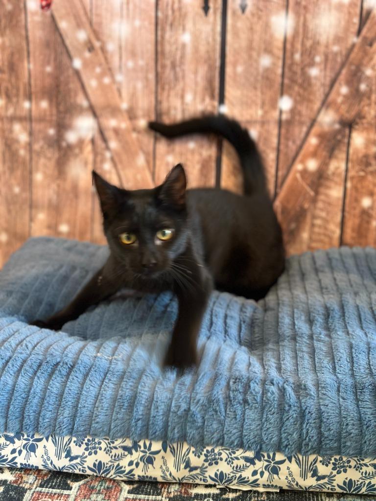 Enlarge COAL, a Adoptable mixed breed in Athens, AL image 3/3