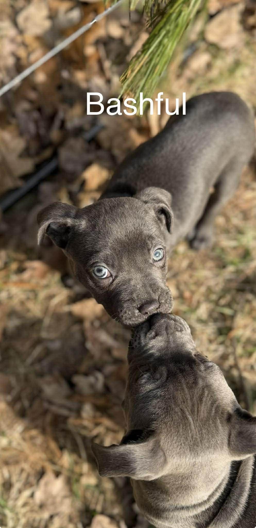 Enlarge Bashful, a ADOPTABLE mixed breed in Pleasant Ridge, MI image 2/4