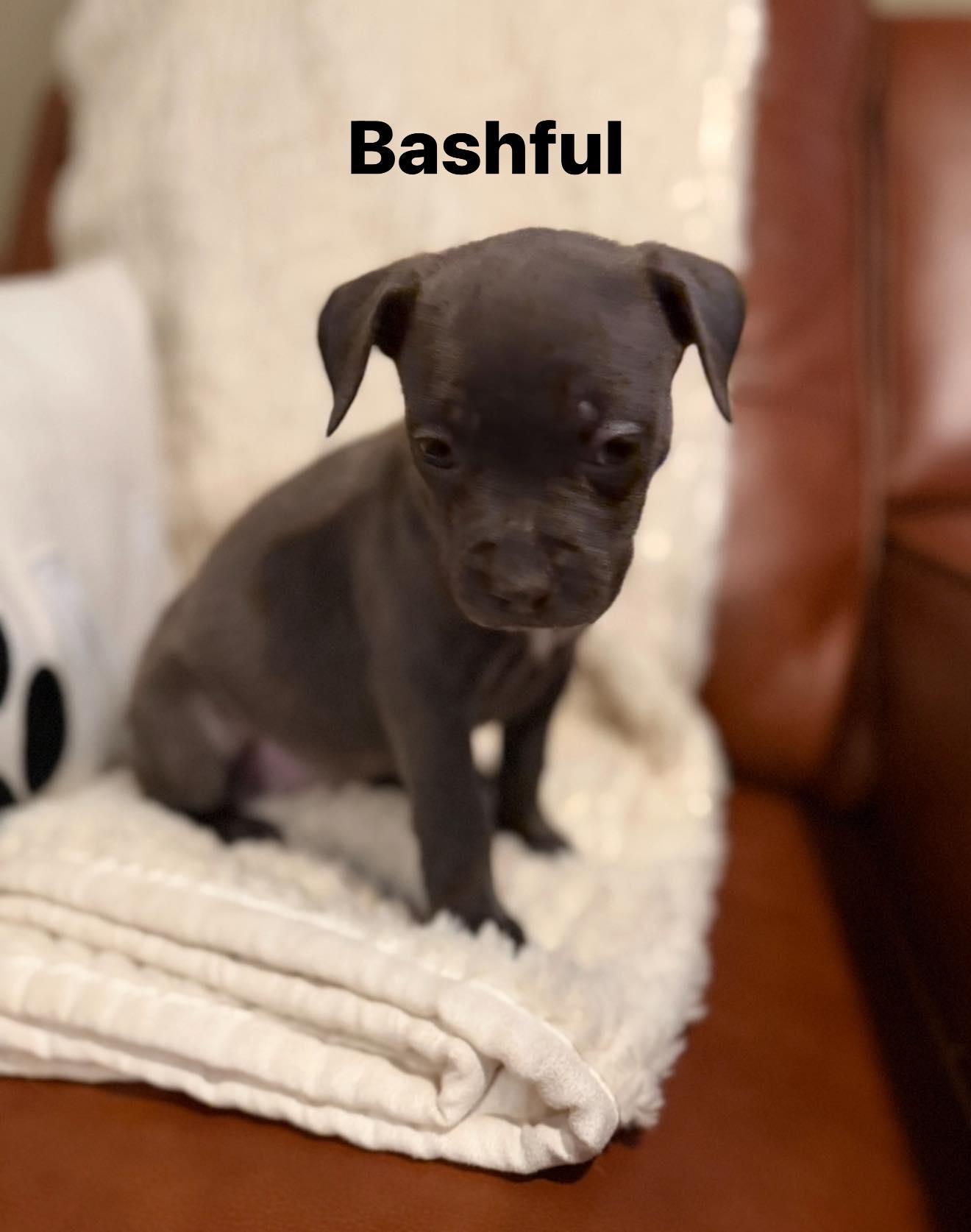 Enlarge Bashful, a ADOPTABLE mixed breed in Pleasant Ridge, MI image 3/4