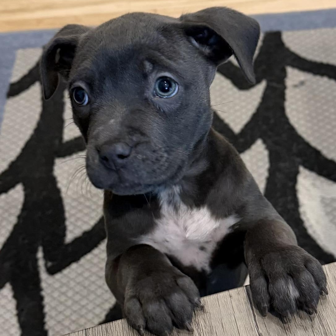 Bashful, ADOPTABLE, Puppy Female Pit Bull Terrier.