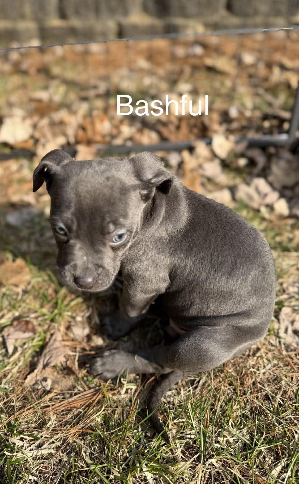 Enlarge Bashful, a ADOPTABLE mixed breed in Pleasant Ridge, MI image 4/4