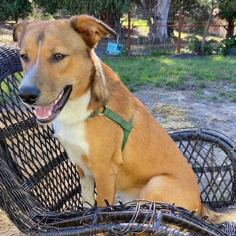 Enlarge Snickerdoodle, a ADOPTABLE mixed breed in Petaluma, CA image 3/5