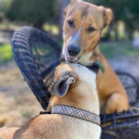 Enlarge Snickerdoodle, a ADOPTABLE mixed breed in Petaluma, CA image 2/5