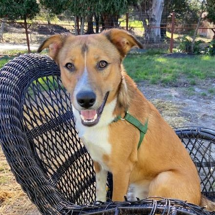 Enlarge Snickerdoodle, a ADOPTABLE mixed breed in Petaluma, CA image 1/5