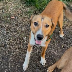 Enlarge Snickerdoodle, a ADOPTABLE mixed breed in Petaluma, CA image 4/5