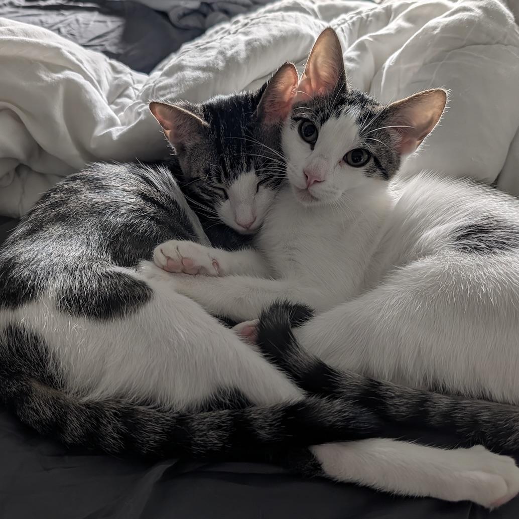 Tucker & Baby Mia, Adoptable, Kitten Female Domestic Short Hair & Turkish Van.