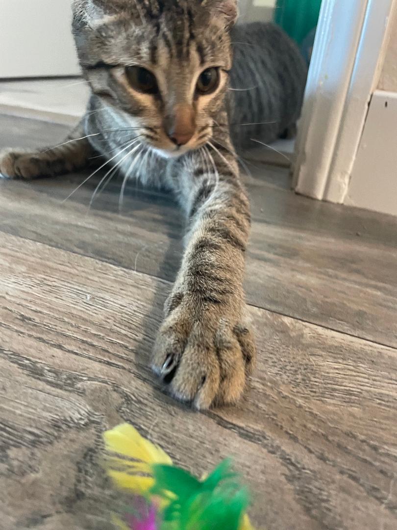 Luke, a Adoptable Domestic Short Hair in Oceanside, CA image 1/6