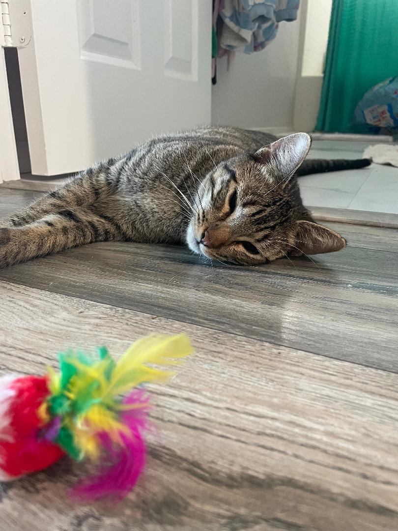 Luke, a Adoptable Domestic Short Hair in Oceanside, CA image 2/6