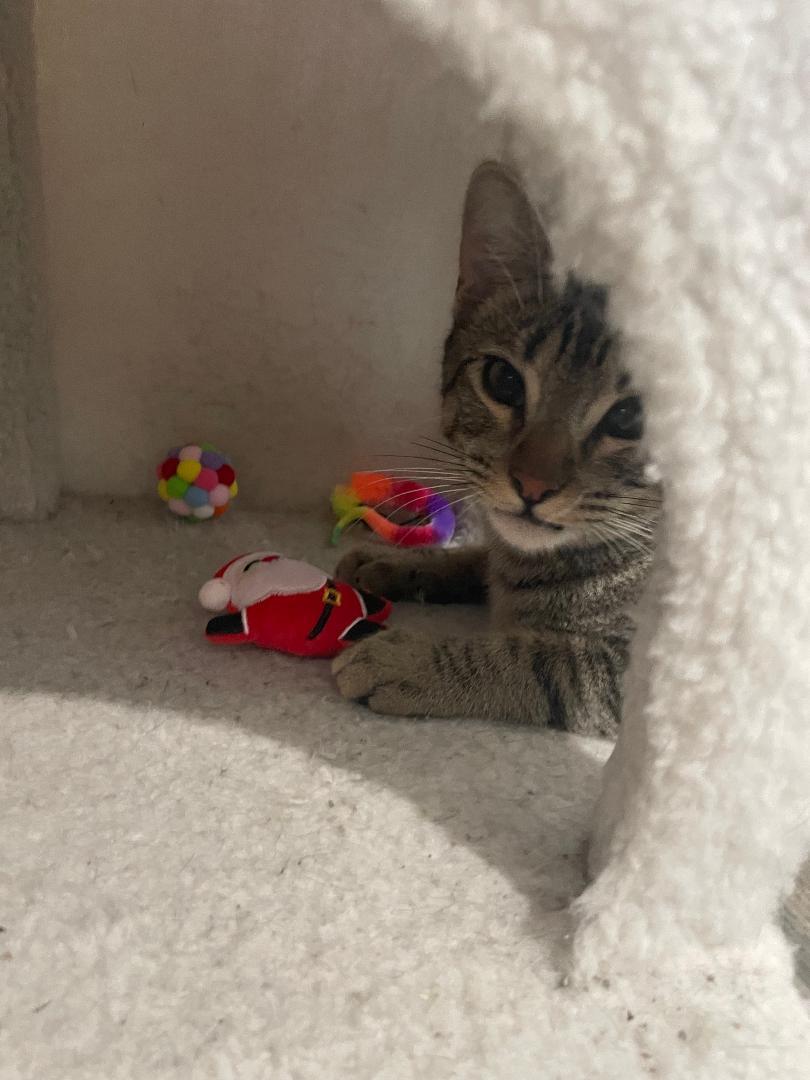 Luke, Adoptable, Kitten Male Domestic Short Hair.