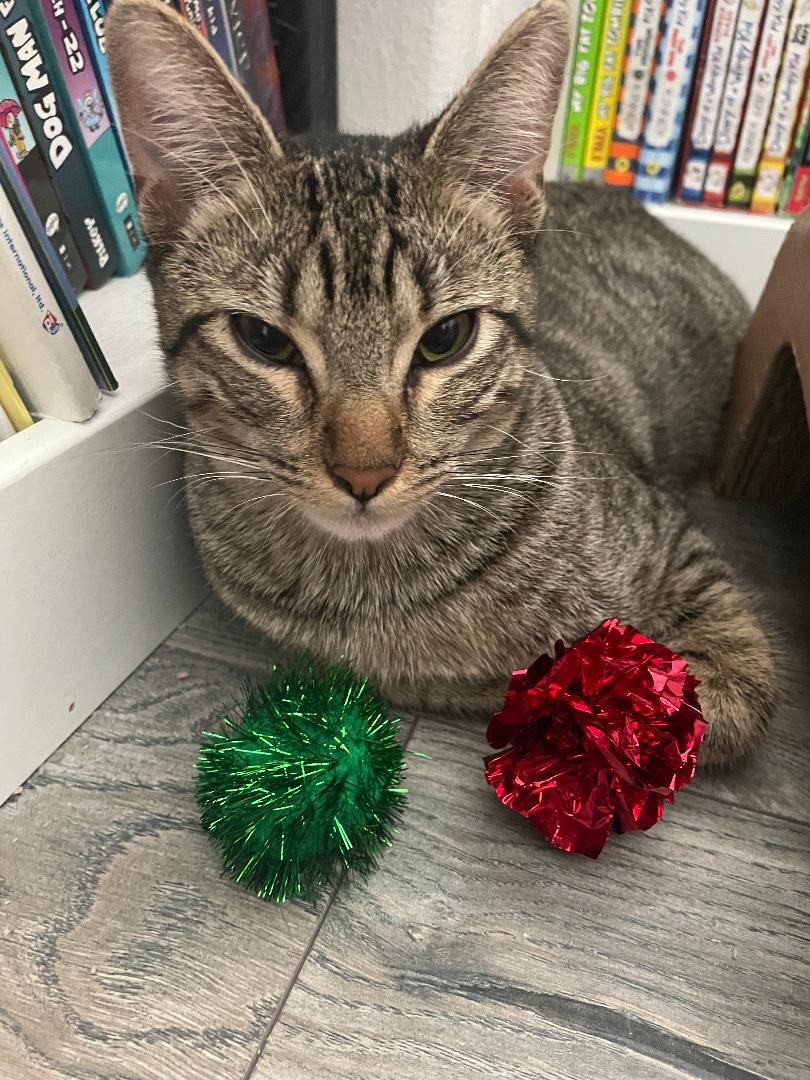 Luke, a Adoptable Domestic Short Hair in Oceanside, CA image 4/6