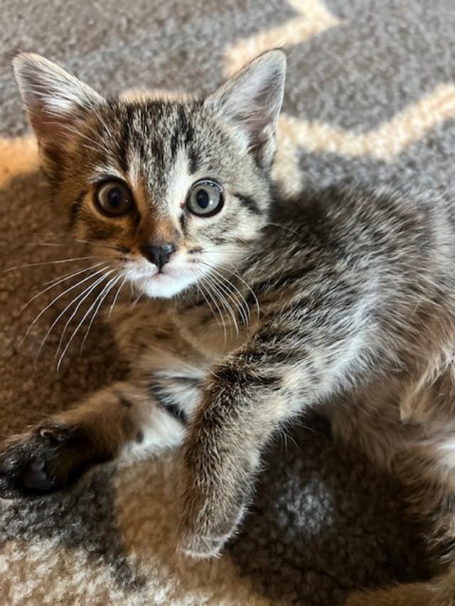 Luke, Baby Male Domestic Short Hair