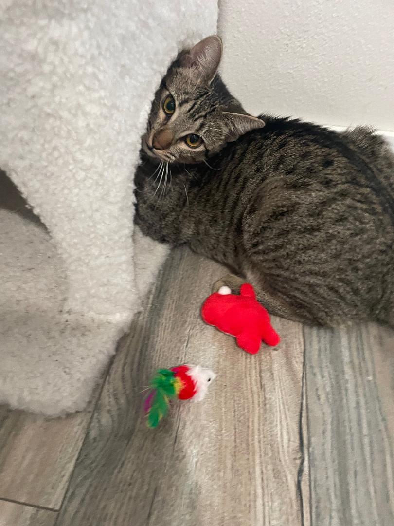 Luke, a Adoptable Domestic Short Hair in Oceanside, CA image 6/6