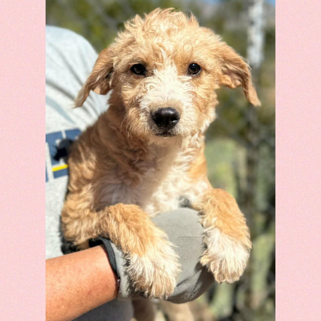 Enlarge Easel, a Adoptable mixed breed in Loves Park, IL image 1/1