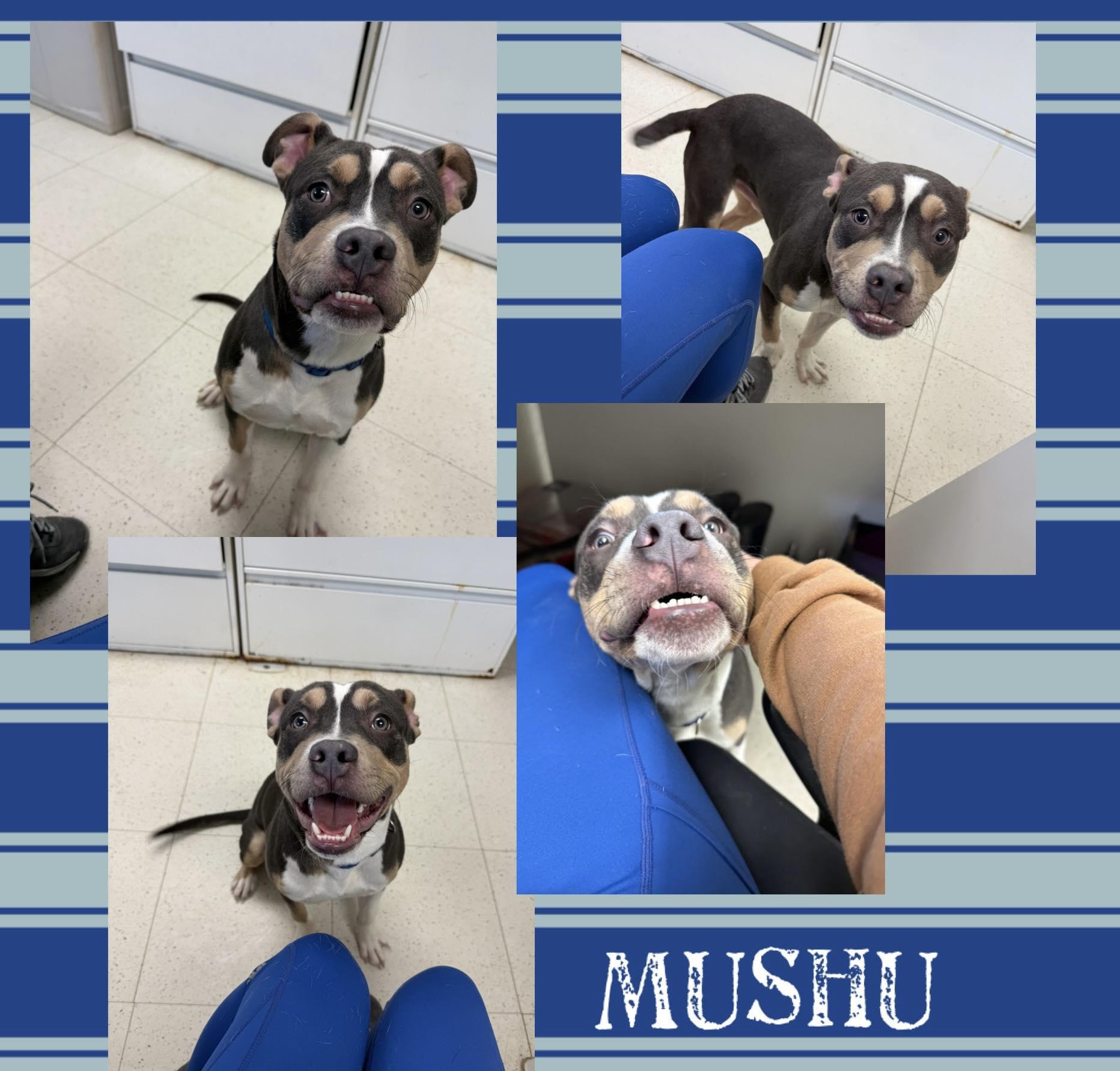 Mushu, ADOPTABLE, Young Male Mixed Breed.