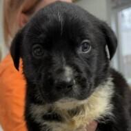 Sage Breeze, Adoptable, Young Female Australian Cattle Dog / Blue Heeler.