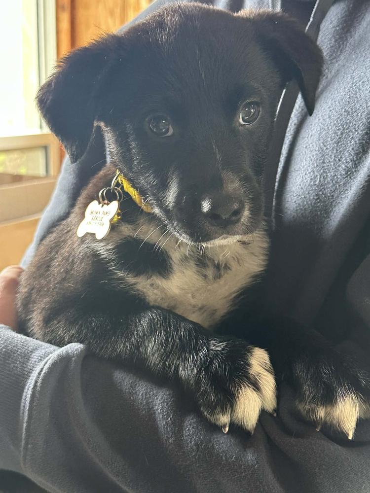 Enlarge Sage Breeze, a Adoptable mixed breed in Waunakee, WI image 2/2