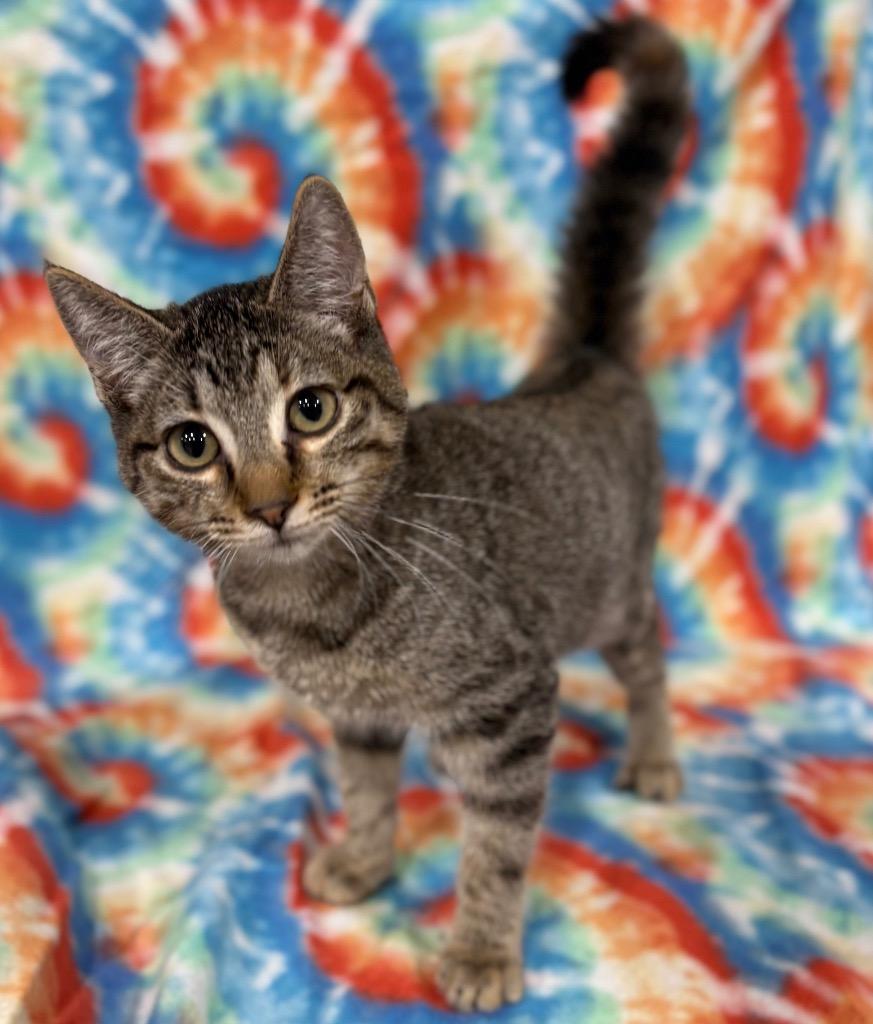 Reese's Puff, Adoptable, Young Female Domestic Short Hair.