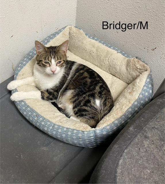 Enlarge Bridger, a Adoptable mixed breed in Ronan, MT image 1/1