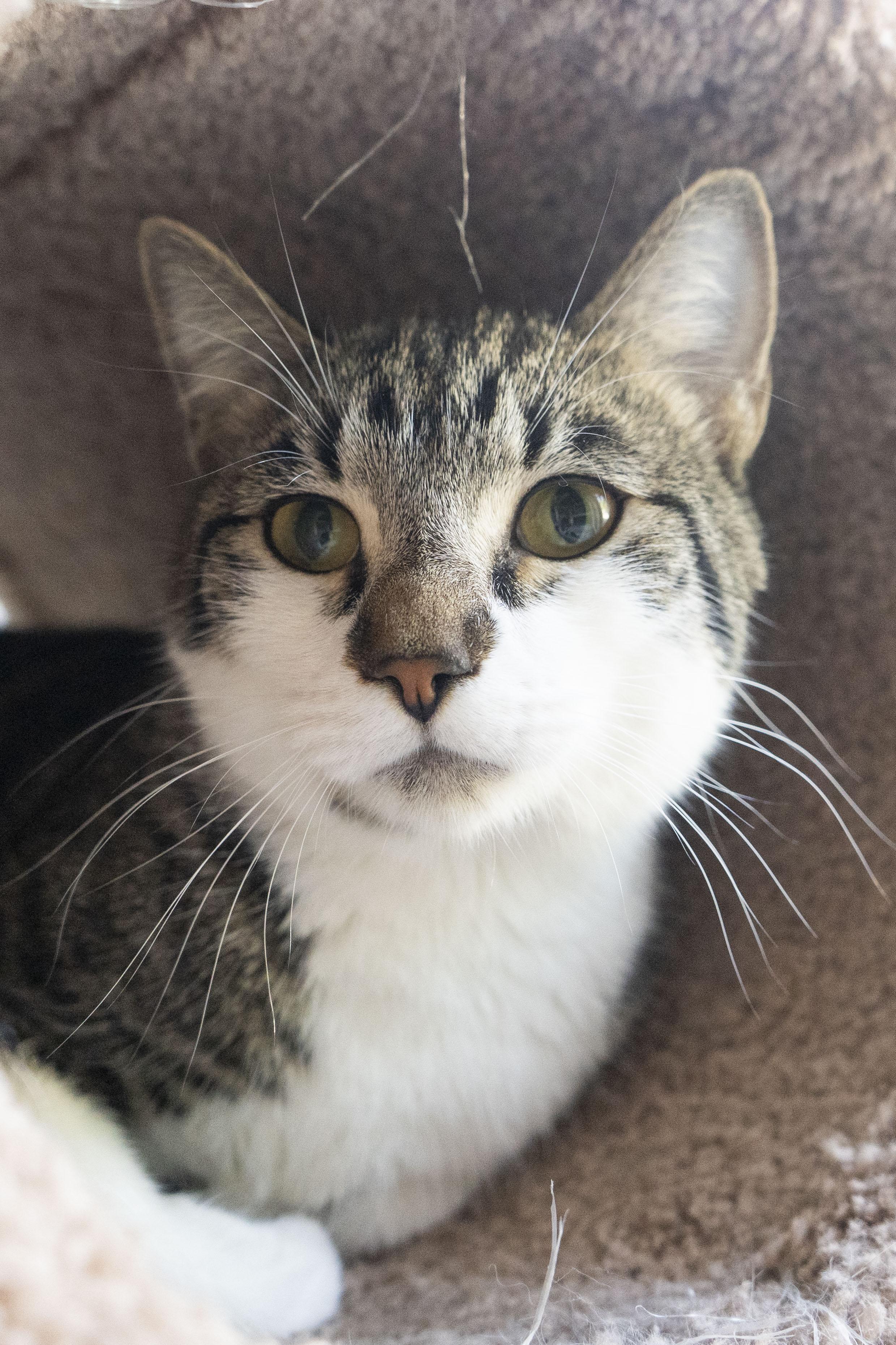 Freddie Mercury, an adoptable Domestic Short Hair in Boise, ID, 83709 | Photo Image 3
