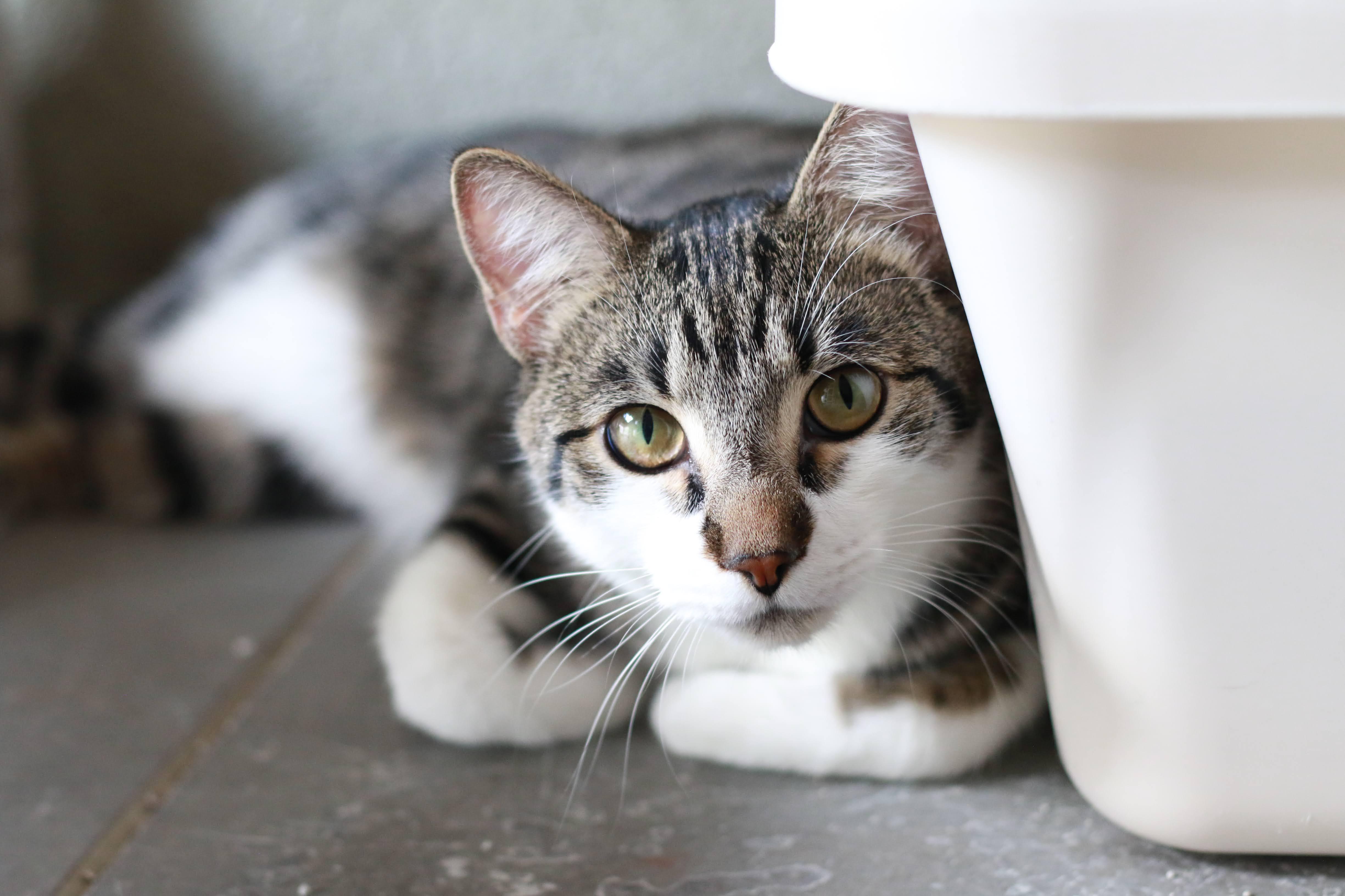 Freddie Mercury, an adoptable Domestic Short Hair in Boise, ID, 83709 | Photo Image 1