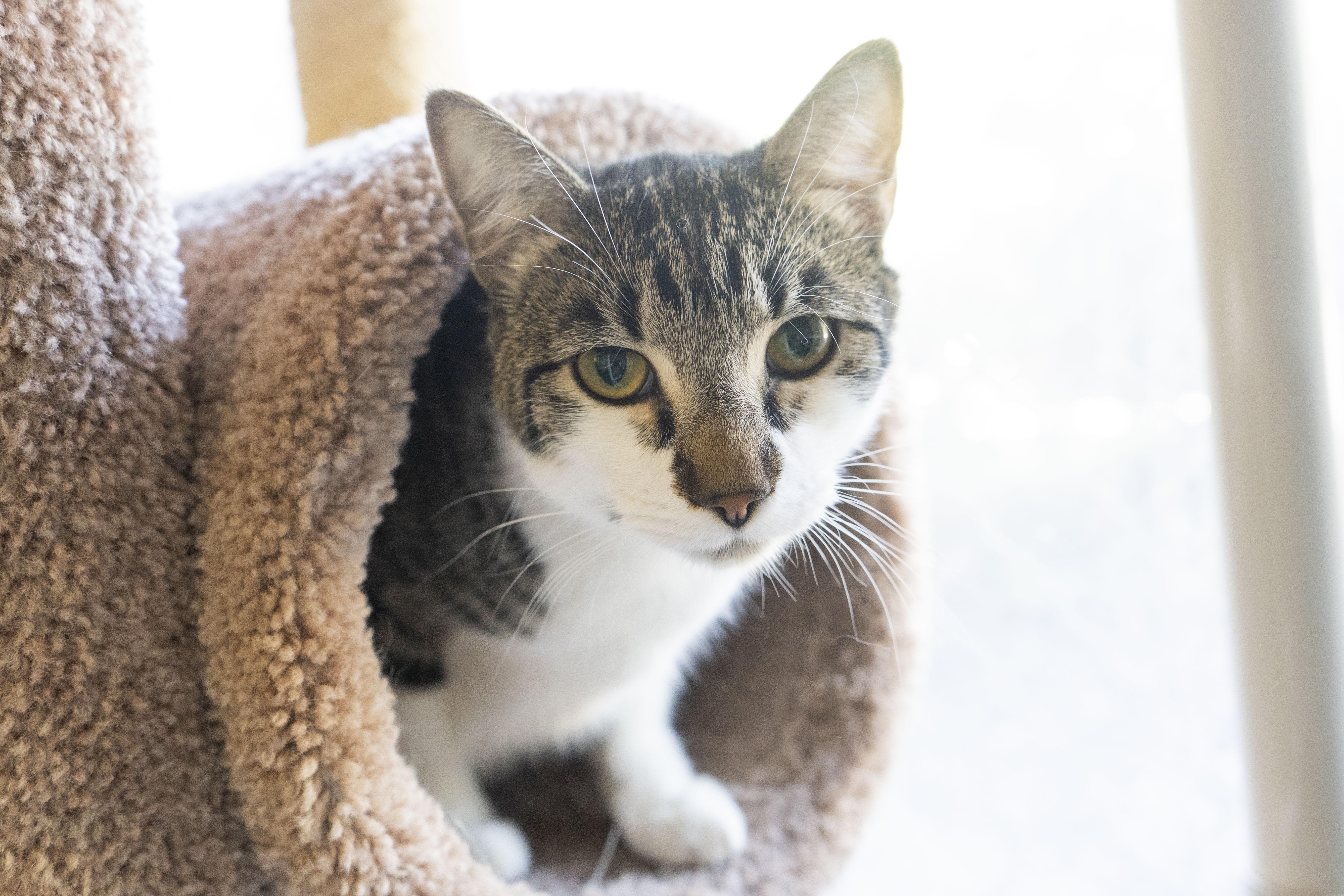 Freddie Mercury, an adoptable Domestic Short Hair in Boise, ID, 83709 | Photo Image 2