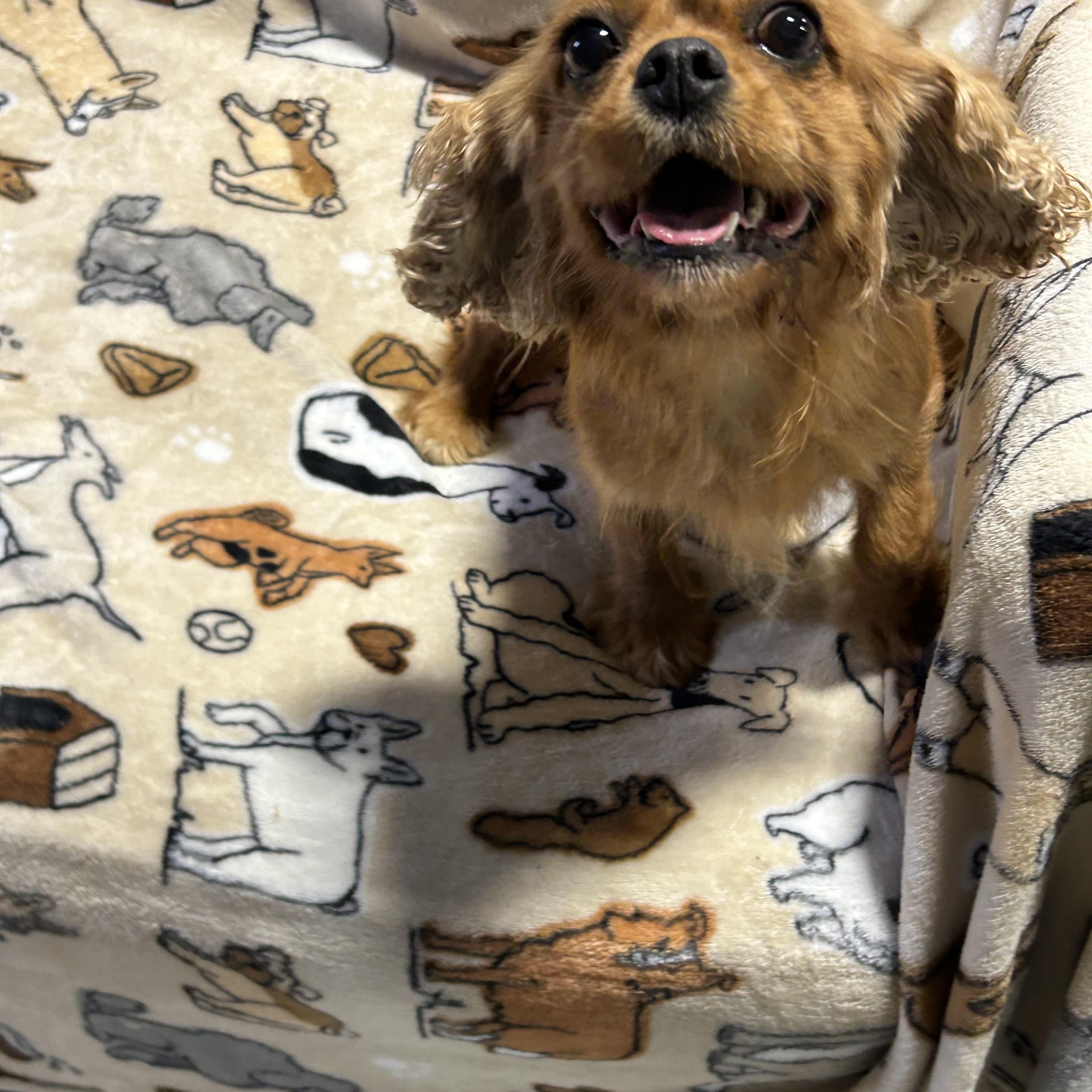 Enlarge Ronda, a Adoptable Cavalier King Charles Spaniel in Antwerp, OH image 2/3