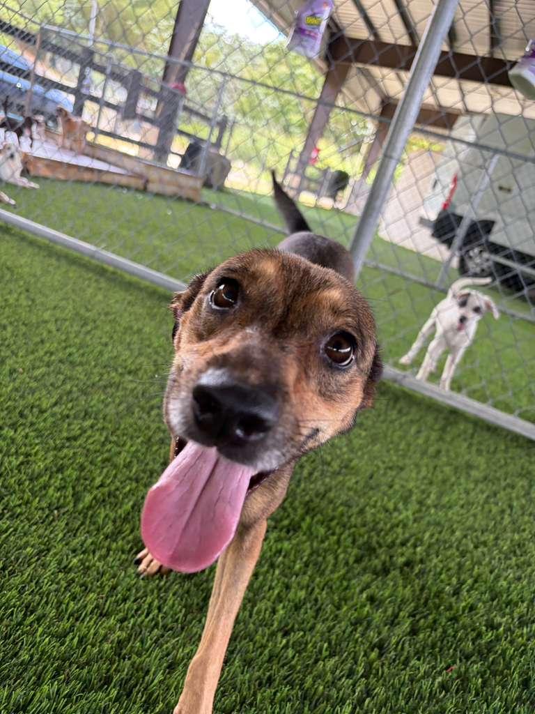 Enlarge Veda, a Adoptable Mixed Breed in Morristown, NJ image 3/6