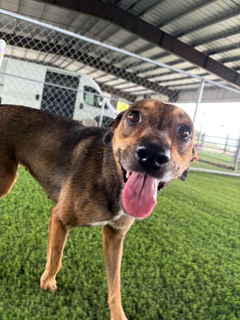 Veda, Adoptable, Adult Female Mixed Breed.