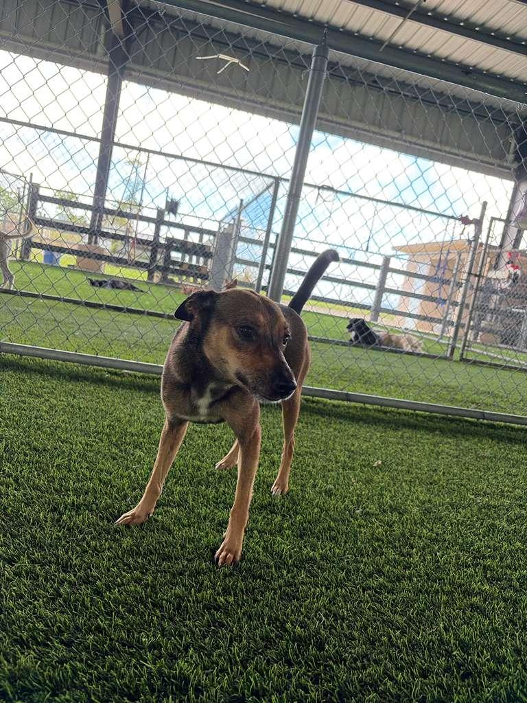 Enlarge Veda, a Adoptable Mixed Breed in Morristown, NJ image 2/6