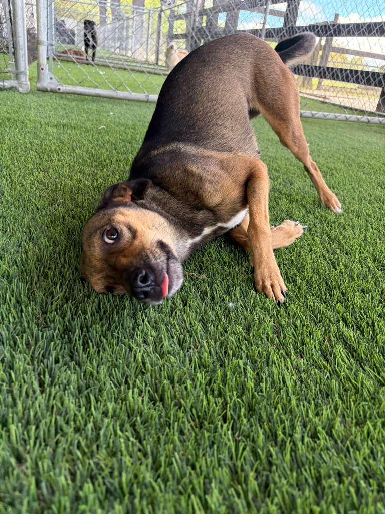Enlarge Veda, a Adoptable Mixed Breed in Morristown, NJ image 5/6