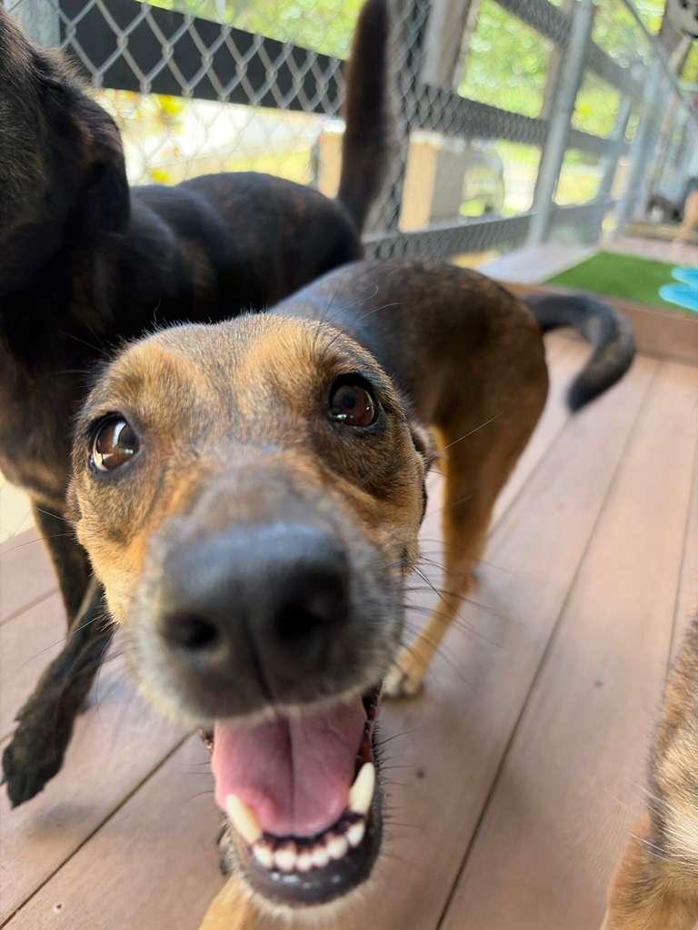 Enlarge Veda, a Adoptable Mixed Breed in Morristown, NJ image 4/6