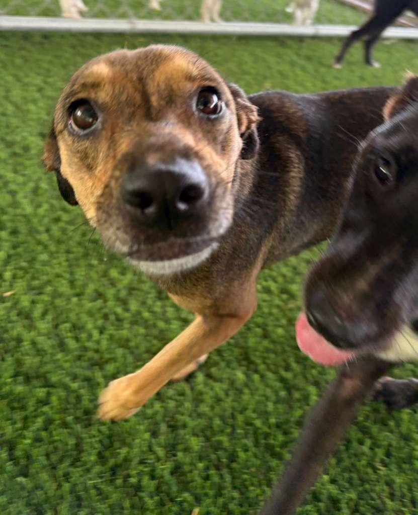 Enlarge Veda, a Adoptable Mixed Breed in Morristown, NJ image 6/6