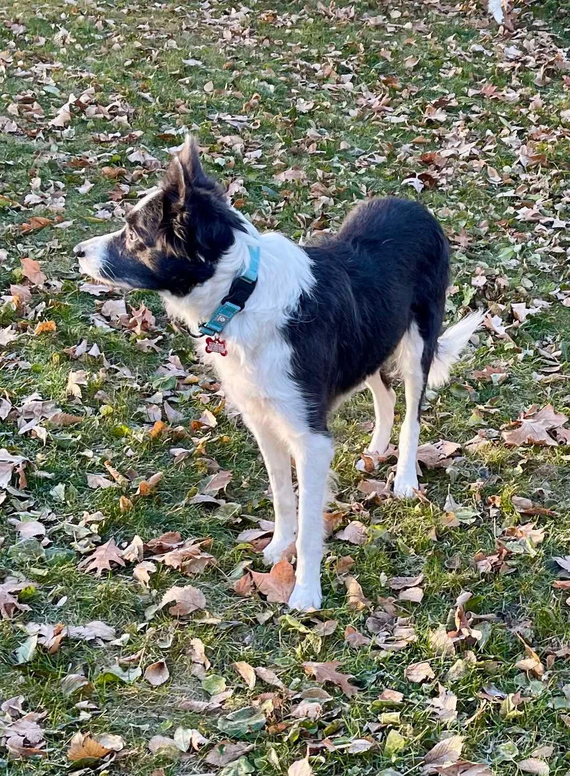 Enlarge Meg, a ADOPTABLE Border Collie in Minneapolis, MN image 2/4