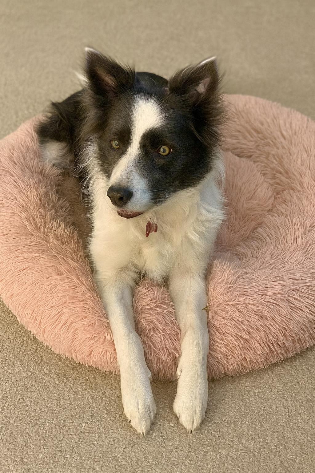 Meg, ADOPTABLE, Adult Female Border Collie.