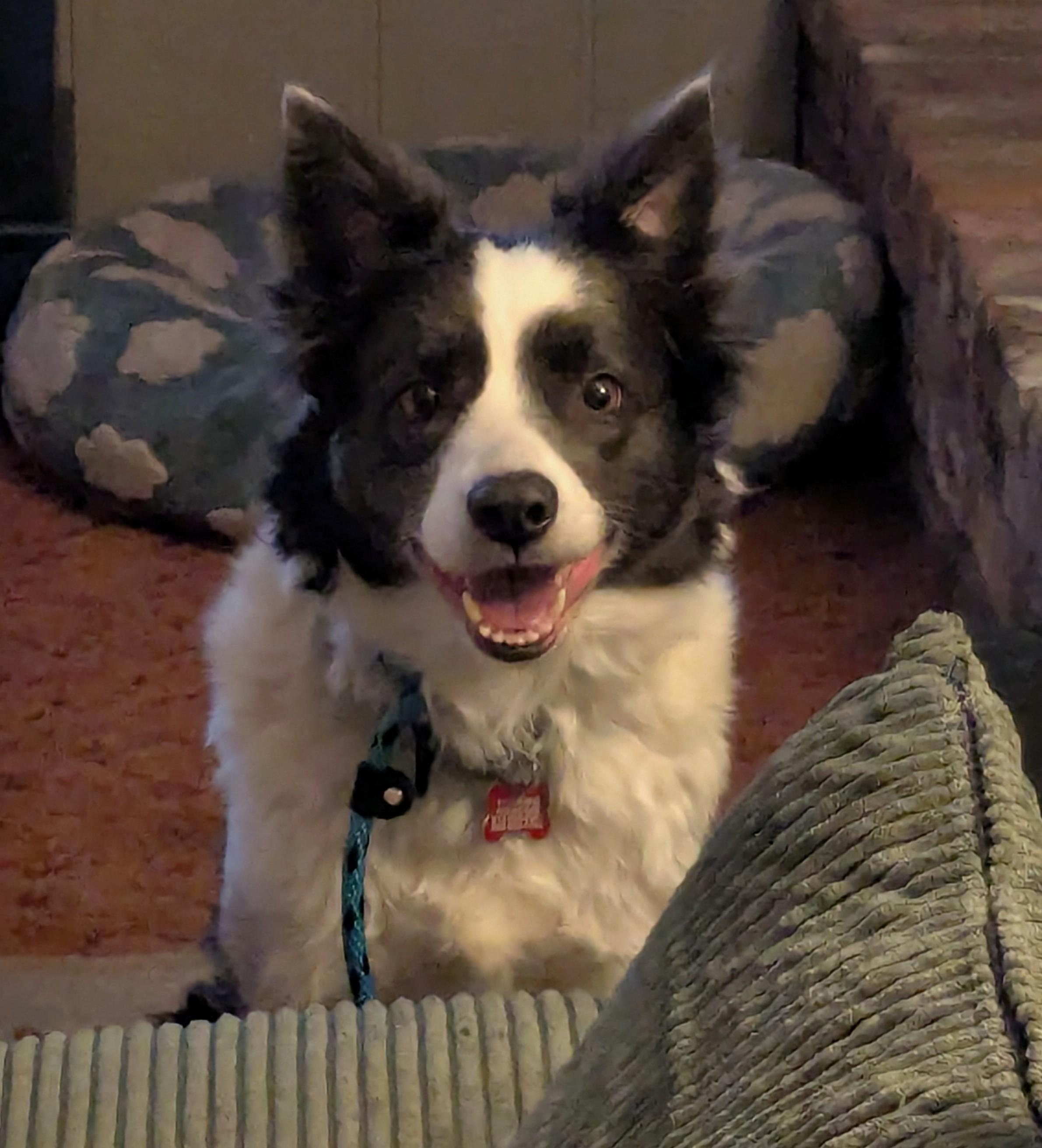 Enlarge Meg, a ADOPTABLE Border Collie in Minneapolis, MN image 4/4