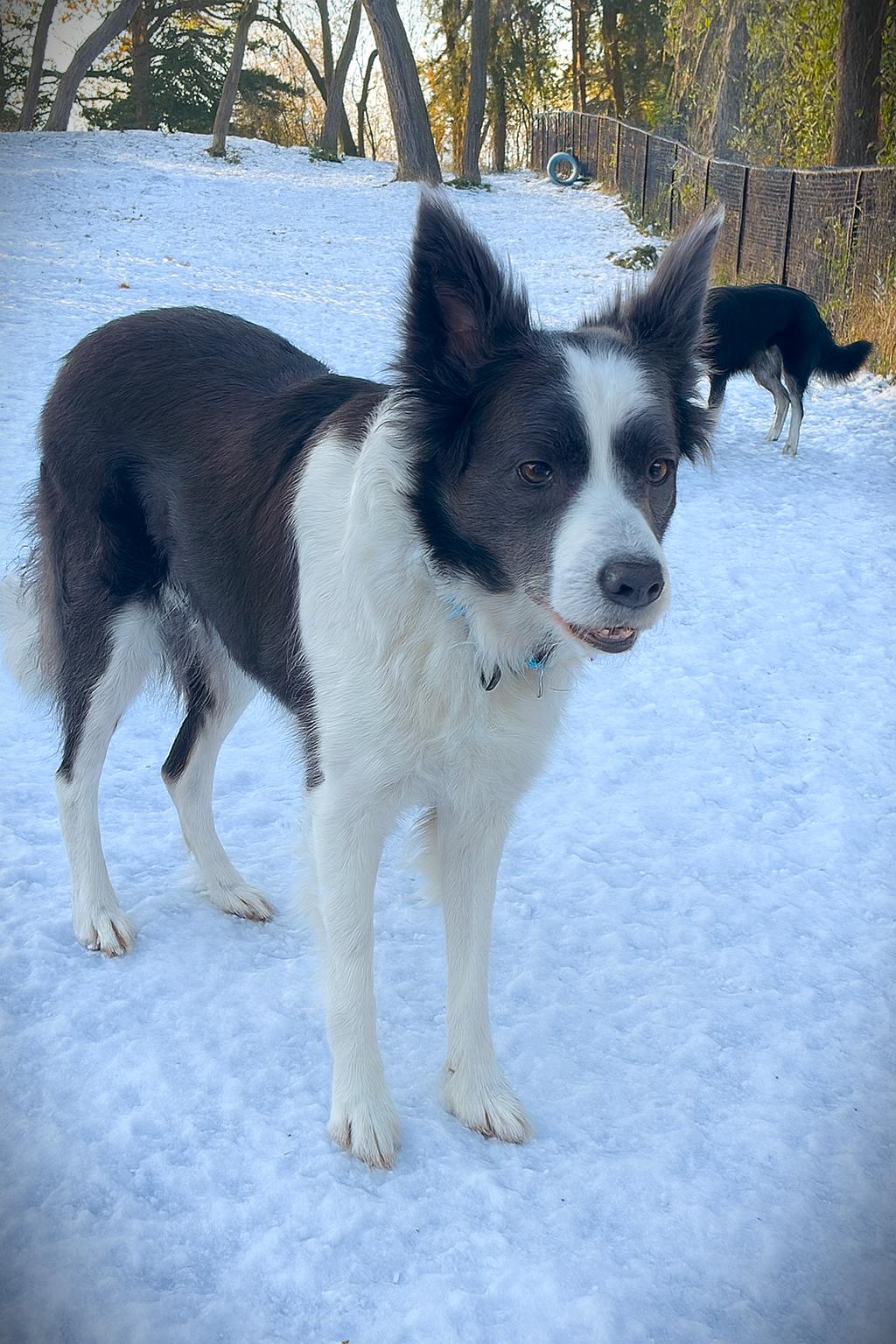 Enlarge Meg, a ADOPTABLE Border Collie in Minneapolis, MN image 3/4
