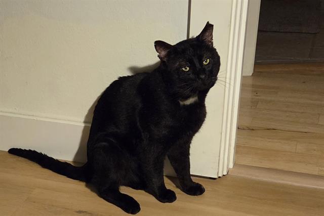 FRANKLIN, Adoptable, Adult Male Domestic Short Hair.