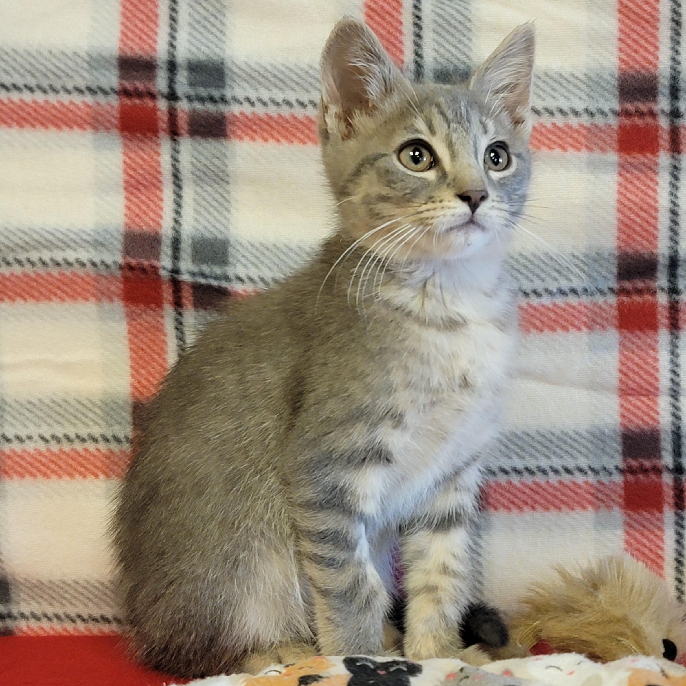 Chowder, Young Male unknown