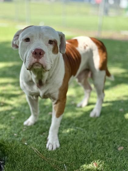 Taz - 1, Adoptable, Adult Male Pit Bull Terrier & Mixed Breed.
