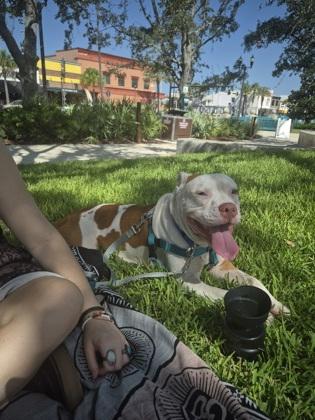 Taz - 1, a Adoptable mixed breed in Daytona Beach, FL image 2/2