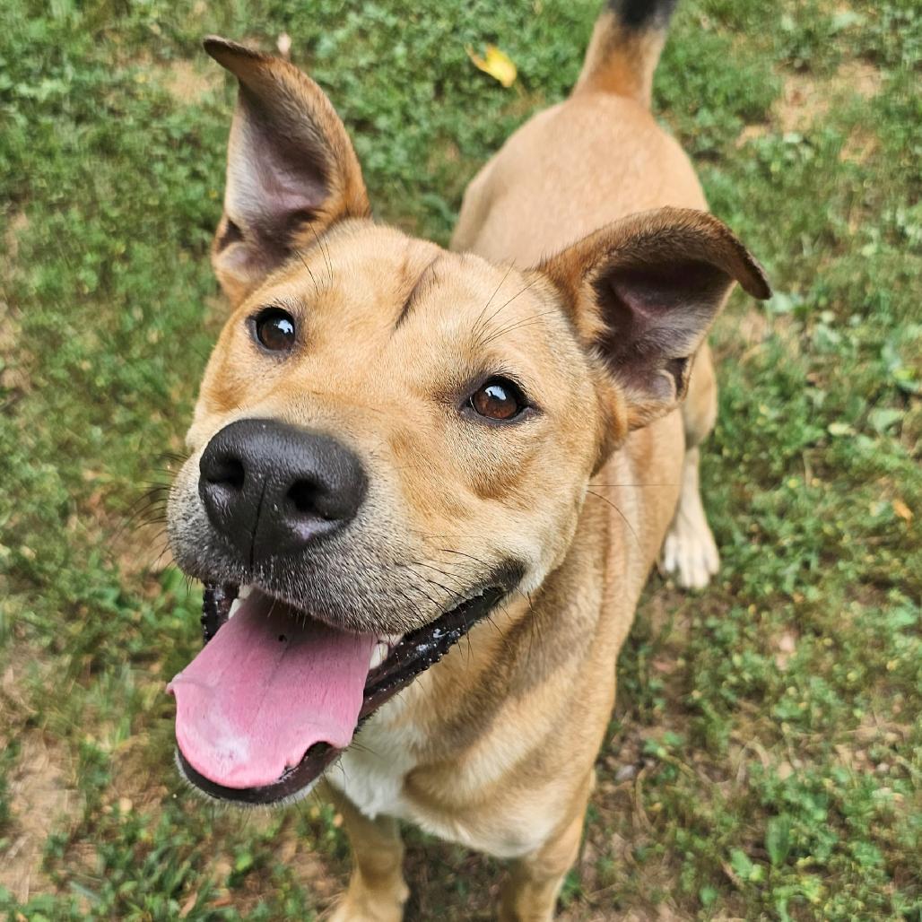 Baxter, a Adoptable mixed breed in Versailles, KY image 1/6