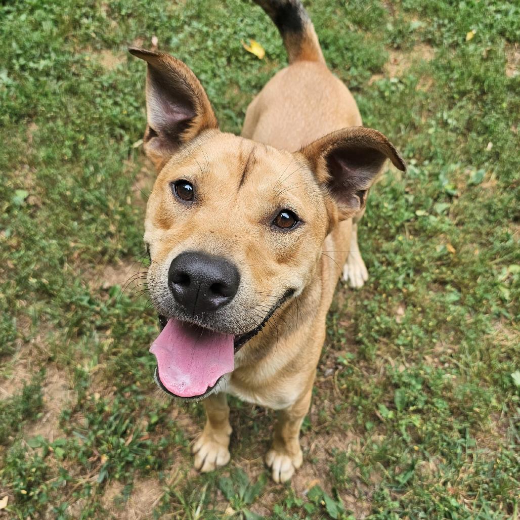 Baxter, a Adoptable mixed breed in Versailles, KY image 2/6