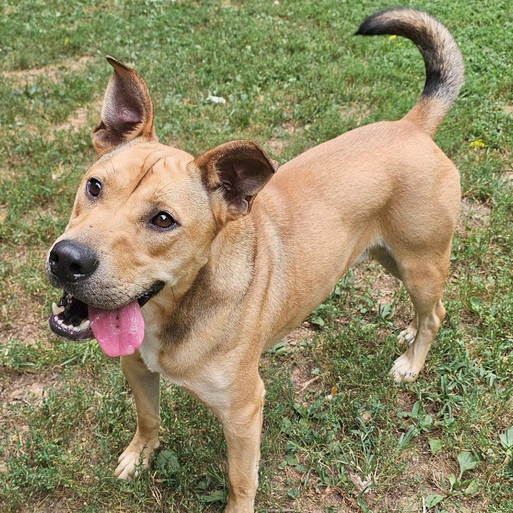 Baxter, a Adoptable mixed breed in Versailles, KY image 3/6