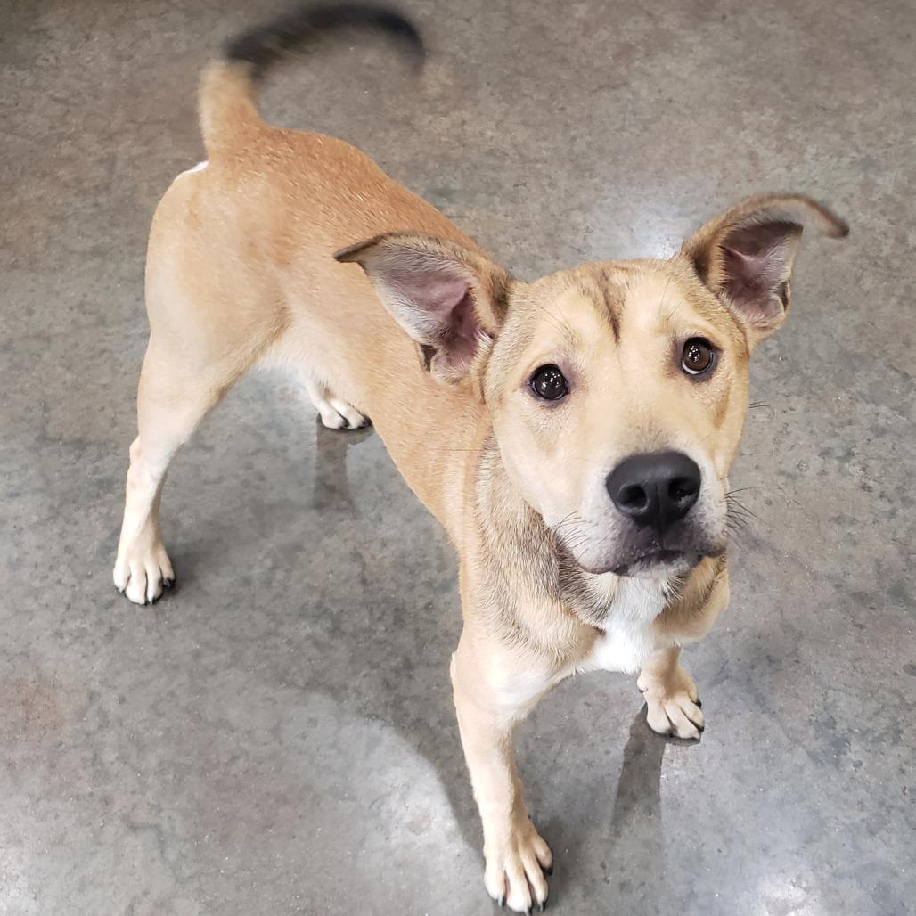 Baxter, a Adoptable mixed breed in Versailles, KY image 4/6