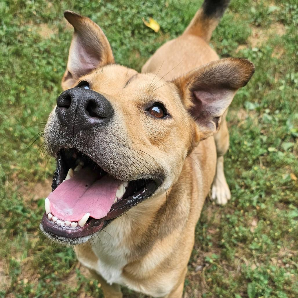 Baxter, a Adoptable mixed breed in Versailles, KY image 5/6