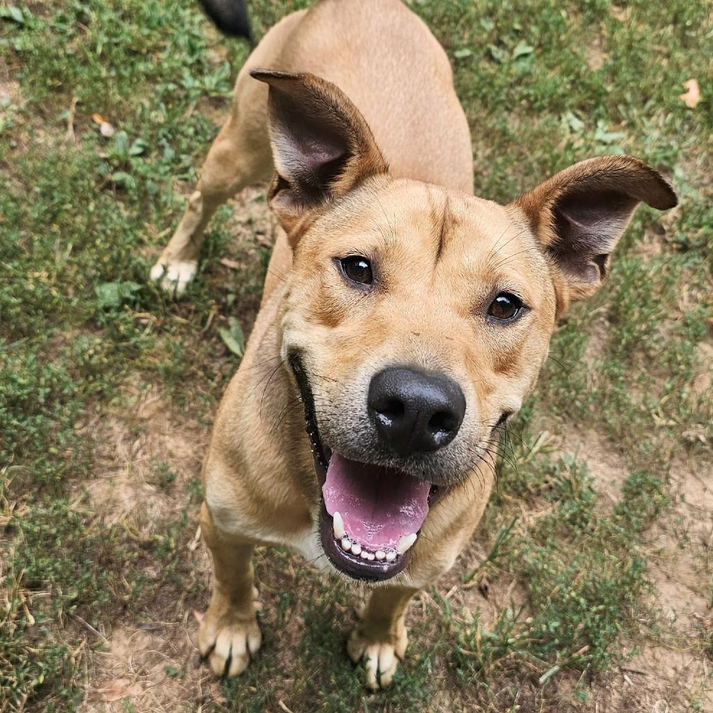 Baxter, a Adoptable mixed breed in Versailles, KY image 6/6